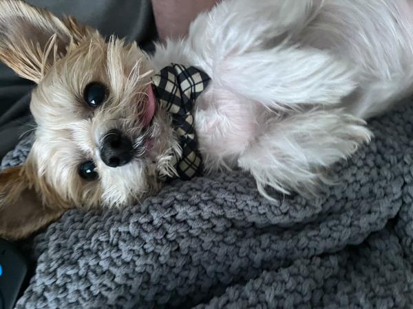 /Images/uploads/Louies Legacy Animal Rescue/cutest-rescue-pet-2023/entries/28398.jpg